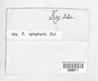 Dialonectria episphaeria image
